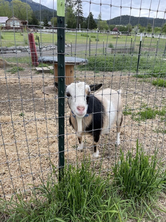 Goat Farm Harvest Host