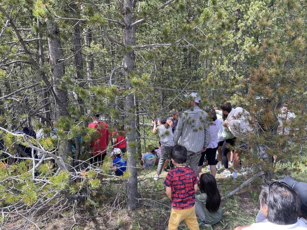People gathered to look at a bear in Yellowstone
