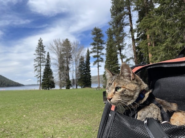 A backpack is essential for RVing with a cat