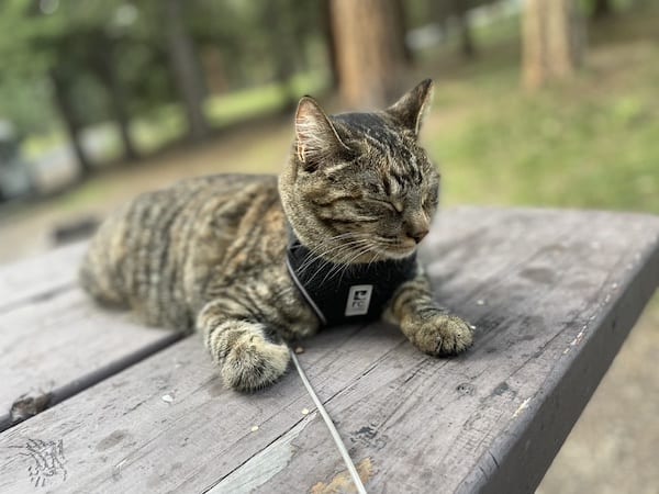 Camping with a cat
