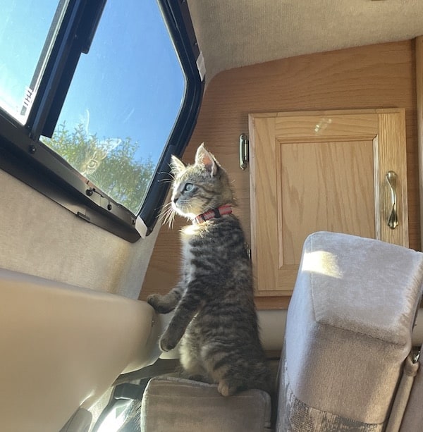 Cat looking out an RV window