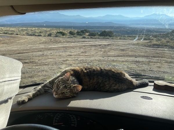 RVing with a Cat