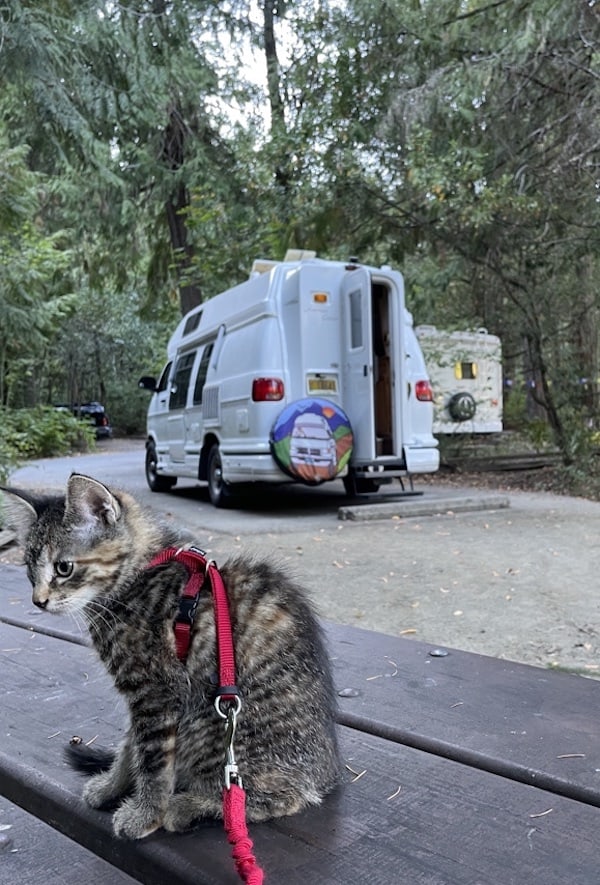 RVing with a Cat: the Ultimate Guide
