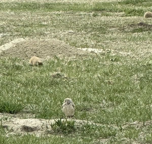 Burrowing Owl and Prairie Dogs