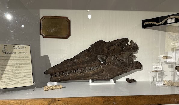 Tylosaurus Proriger fossil