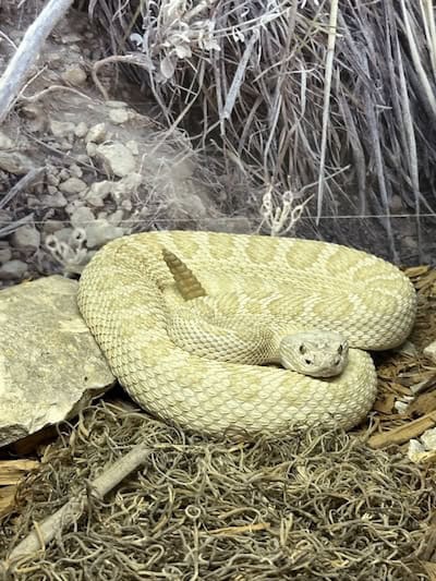 Rattlesnake exhibit at Sternberg Museum
